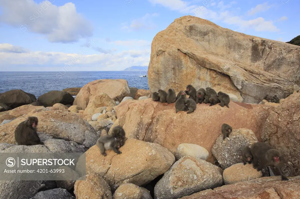 Japanese Macaque (Macaca fuscata) troop sunning on rocks, Yakushima Island, Japan