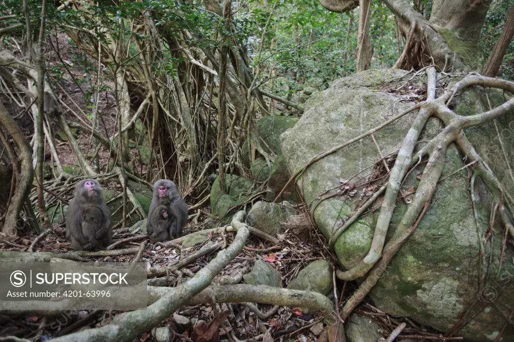 Japanese Macaque (Macaca fuscata) pair near Fig (Ficus sp) in the costal laurel forest of Yakushima Island, Japan