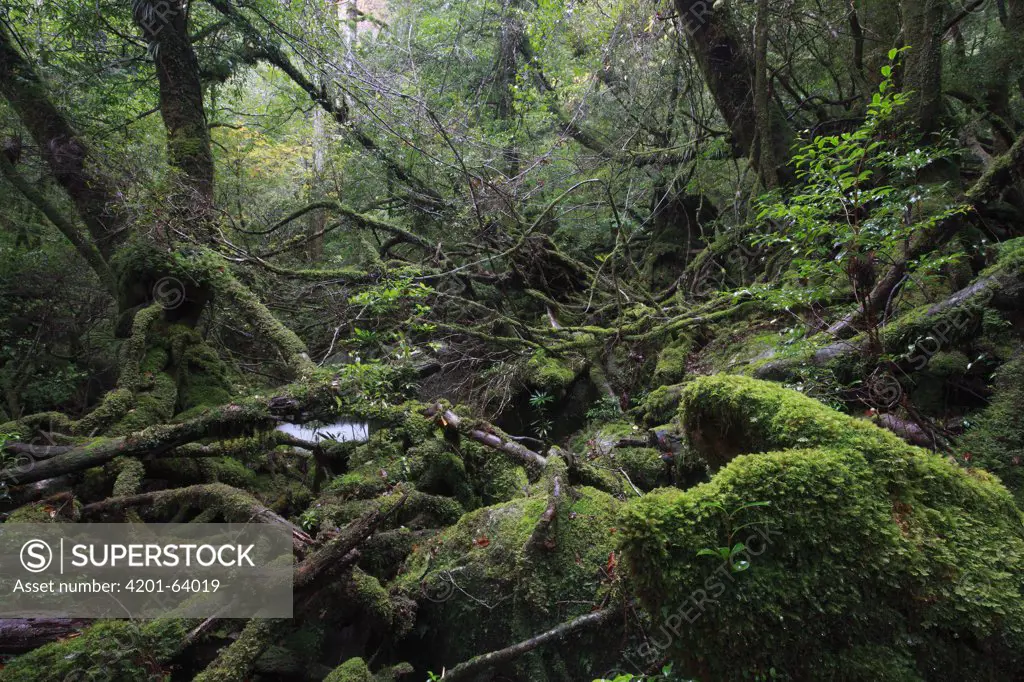 Primary temperate rainforest of Shiratani Unsuikyo, Yakushima Island, Japan