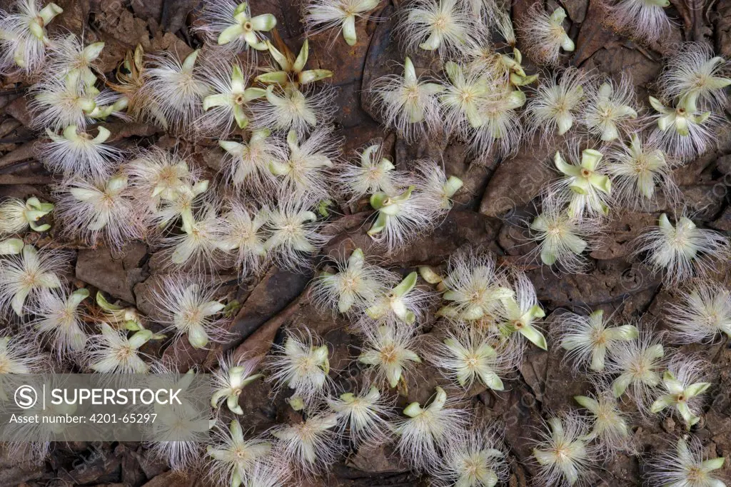 Common Putat (Barringtonia racemosa) flowers on rainforest floor, Christmas Island, Indian Ocean, Territory of Australia