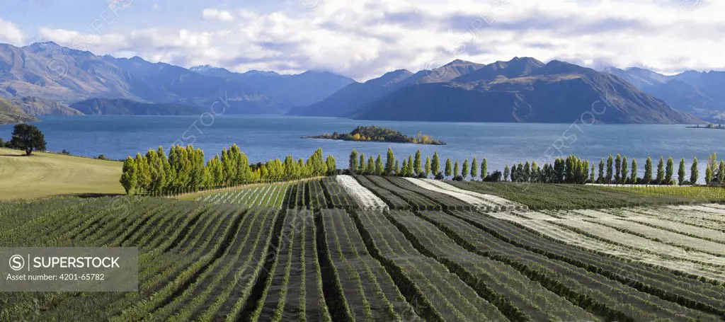 Rippon vineyard, Otago, South Island, New Zealand