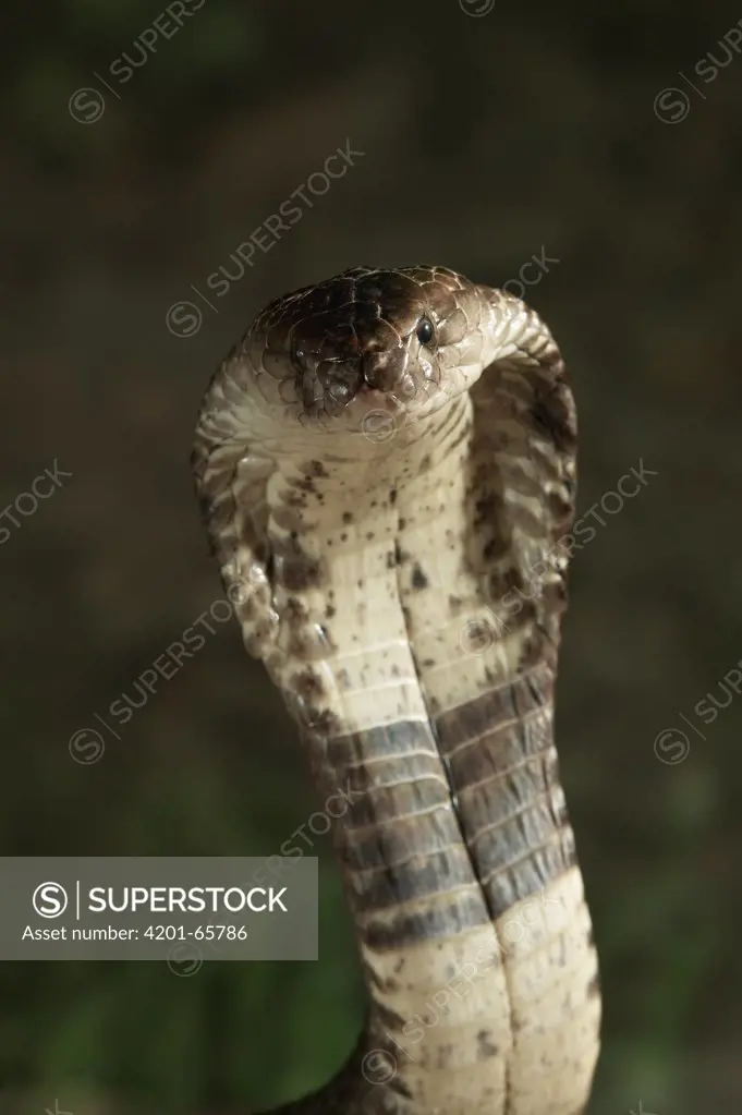 Monocled Cobra (Naja naja kaouthia) portrait with expanded hood, venomous snake native to Asia