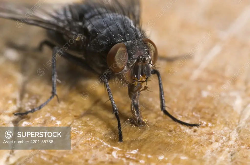 House Fly (Musca domestica) feeding with long proboscis, pest insect, worldwide distribution