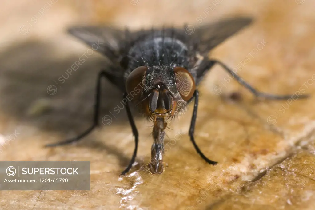 House Fly (Musca domestica) showing compound eyes and long proboscis, pest insect, worldwide distribution