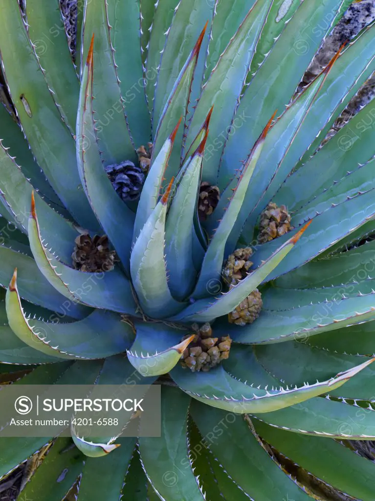 Agave (Agave sp) plants with pine cones, North America