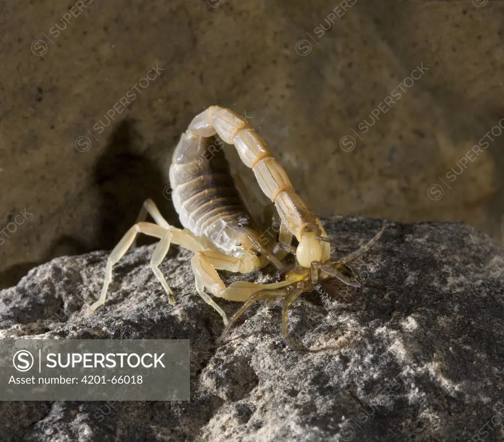Common European Scorpion (Buthus occitanus) stinging Spider (Amaurobius sp), Spain