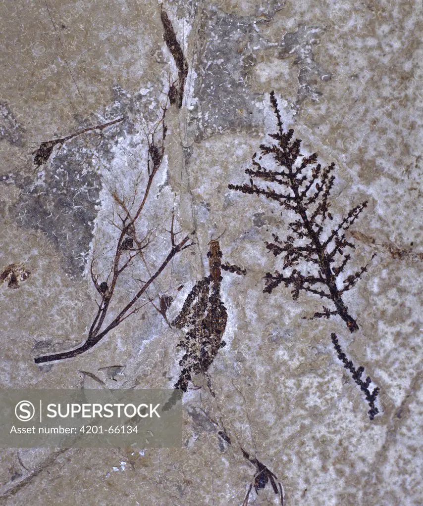 Buttercup (Ranunculus sp) fossil on the left and an early aquatic Angiosperm (Montsechia vidalii) on the right, Spain