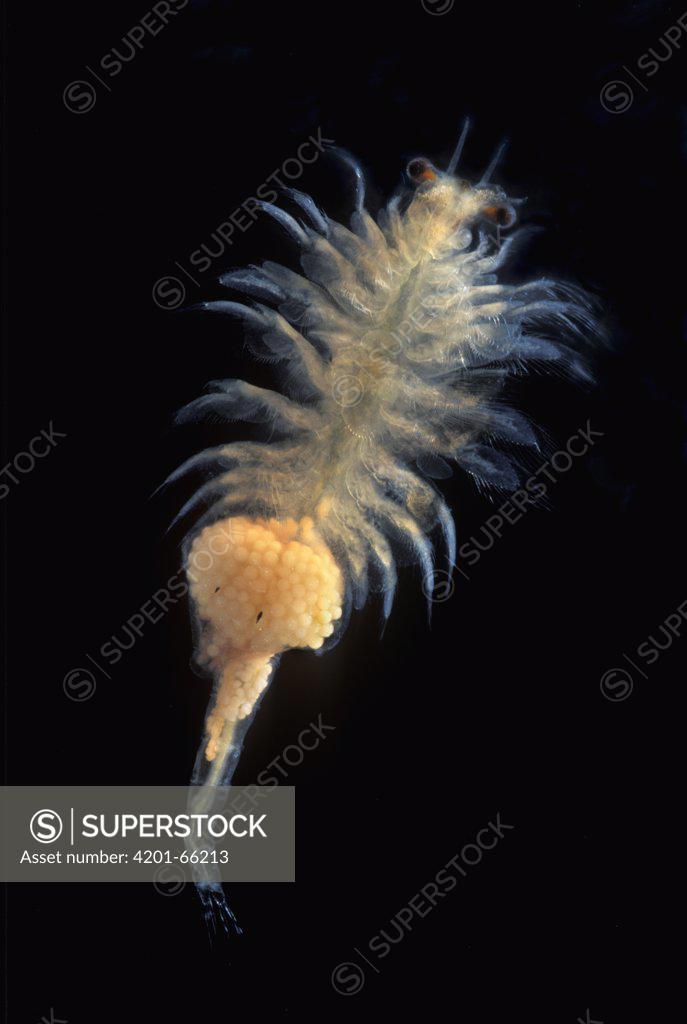 Brine Shrimp (Artemia salina) ventral view, female showing an egg sac,  Spain - SuperStock