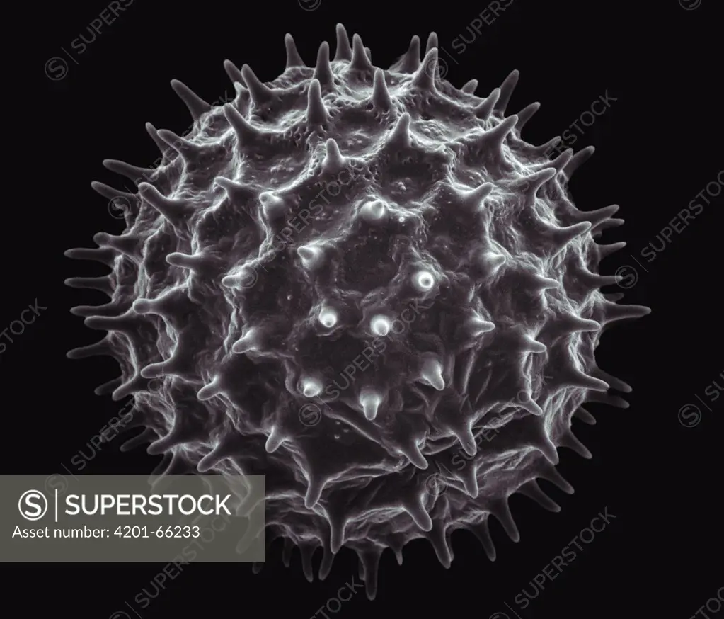 Common Morning Glory (Ipomoea purpurea) SEM close-up view of pollen grain at 420x magnification