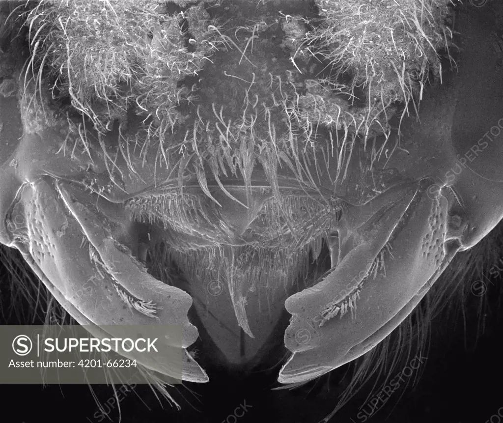 Carpenter Bee (Xylocopa violacea) SEM close-up of mandibles of at 14x magnification