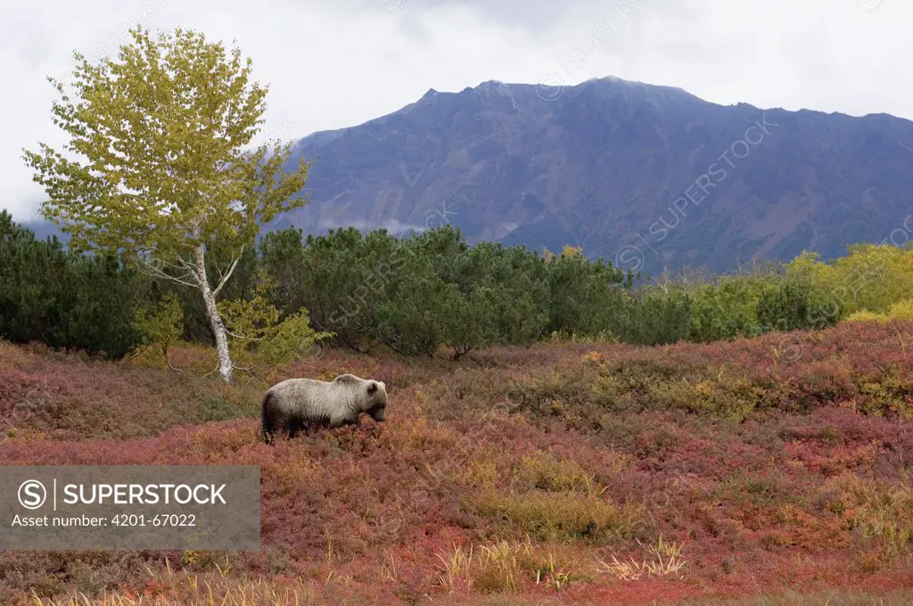 Brown Bear (Ursus arctos) in taiga habitat, Kamchatka, Russia