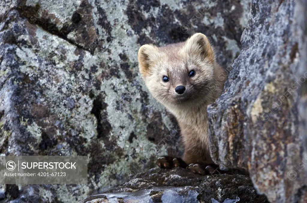 Sable (Martes zibellina) portrait, Kamchatka, Russia