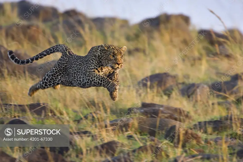 Leopard (Panthera pardus) running, Masai Mara, Kenya