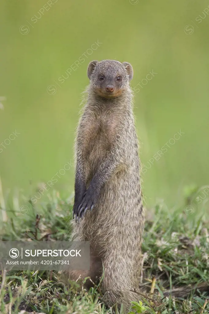 Banded Mongoose (Mungos mungo) standing on its hind feet, Masai Mara, Kenya