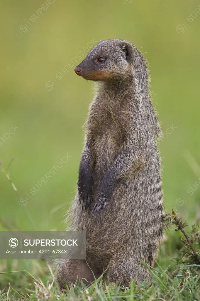 Banded Mongoose (Mungos mungo) standing on its hind feet, Masai Mara, Kenya