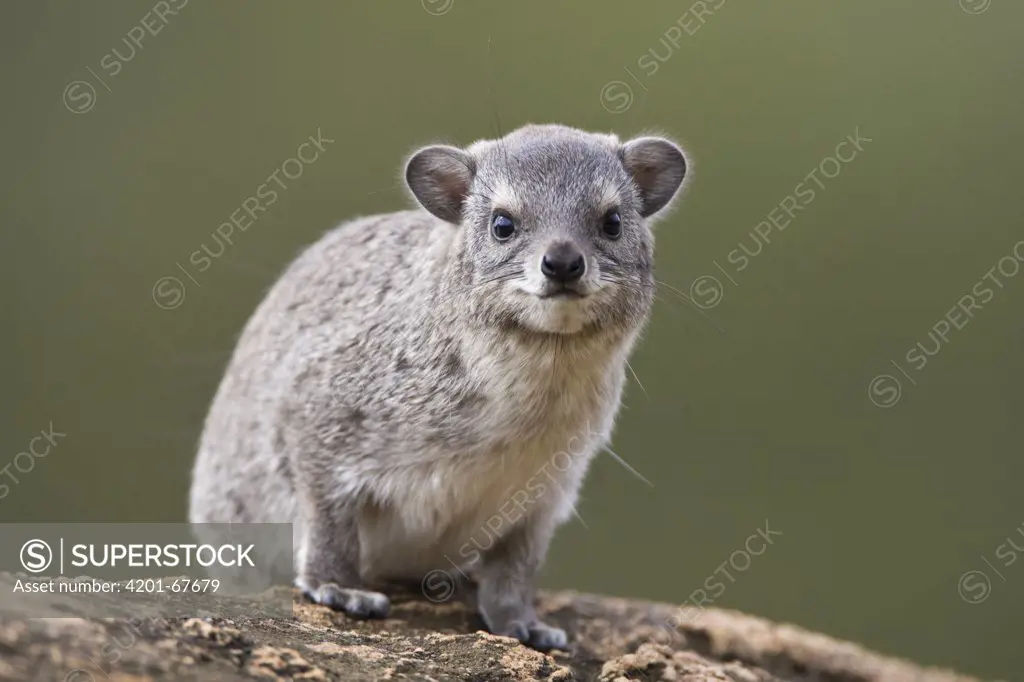 Small-toothed Rock Hyrax (Heterohyrax brucei), Sarara Camp, Namunyak Wildlife Conservancy, Kenya