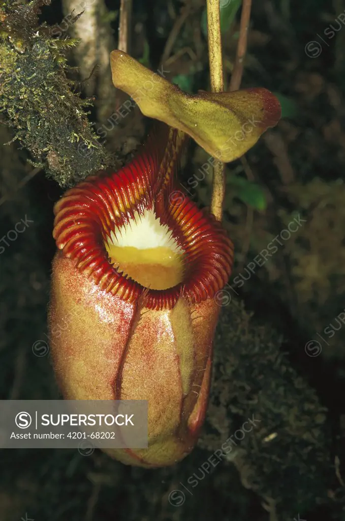 Villose Pitcher Plant (Nepenthes villosa) trap, Kinabalu National Park, Borneo, Malaysia