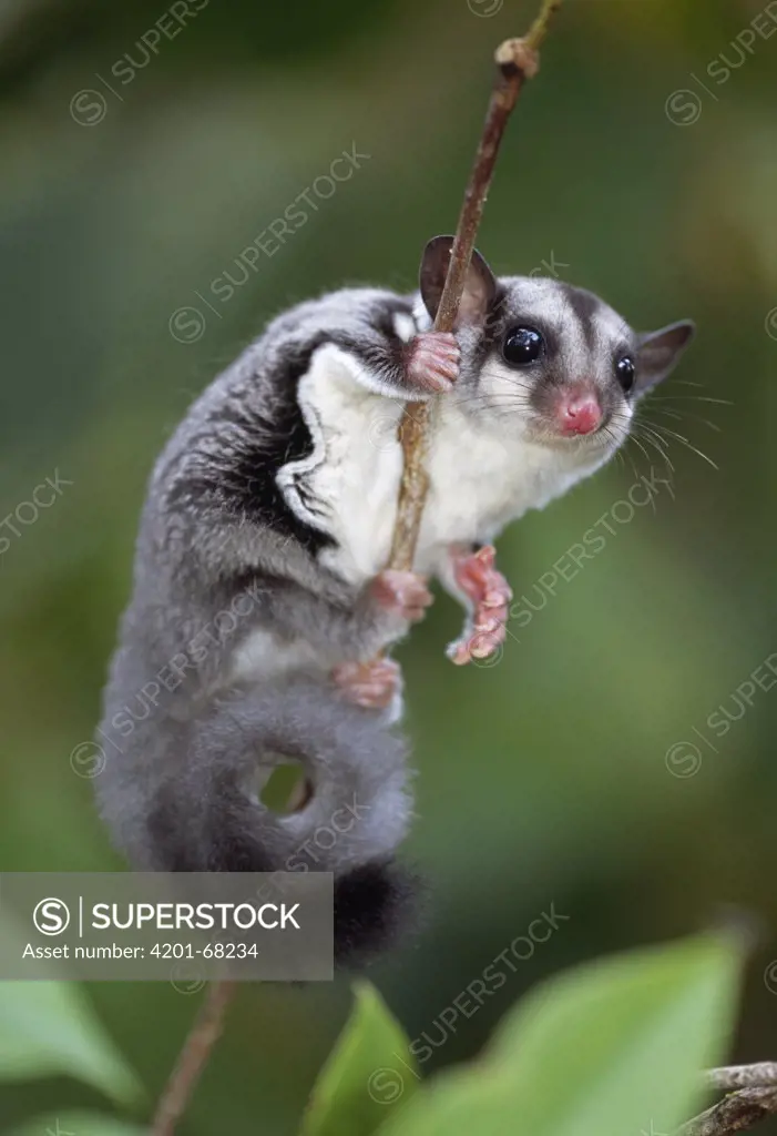 Sugar Glider (Petaurus breviceps) clinging to branch, Crater Mountain, Papua New Guinea