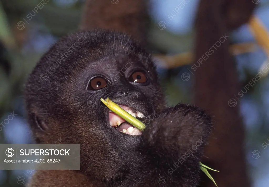 Humboldt's Woolly Monkey (Lagothrix lagotricha) baby feeding, Amacayacu National Park, Colombia