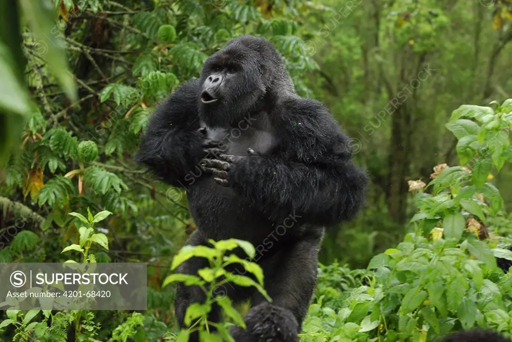 Mountain Gorilla (Gorilla gorilla beringei) silverback displaying by beating chest and calling, Volcanoes National Park, Rwanda