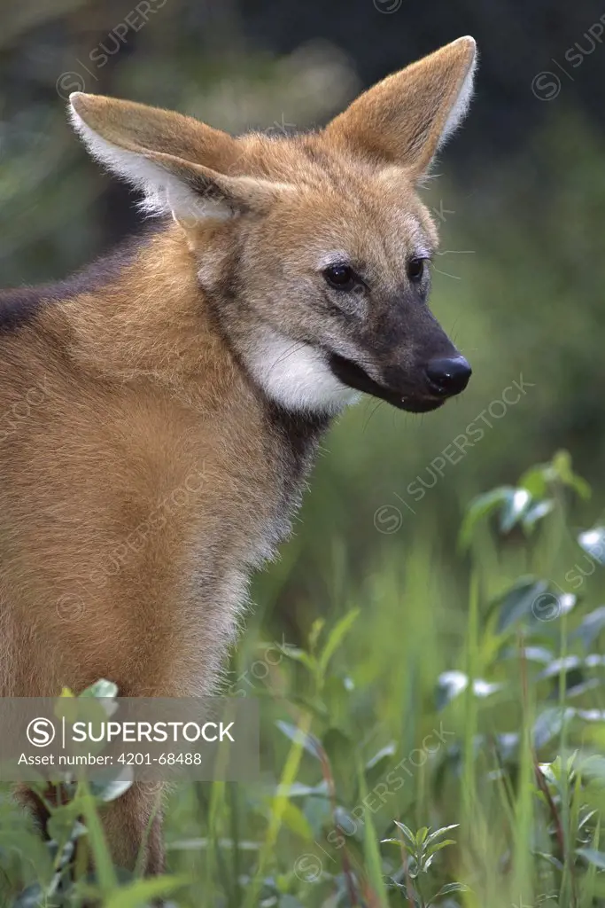 Maned Wolf (Chrysocyon brachyurus) portrait, Cerrado Ecosystem, Mato Grosso Do Sul, Brazil