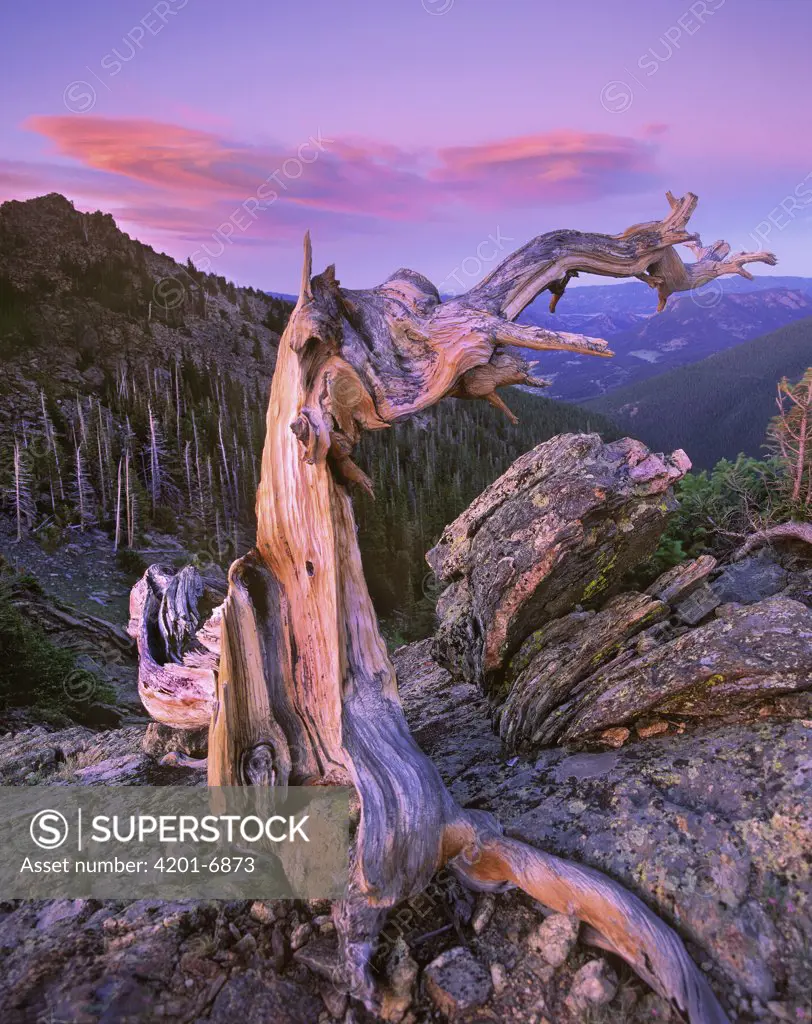 Rocky Mountains Bristlecone Pine (Pinus aristata) tree overlooking forest, Rocky Mountain National Park, Colorado