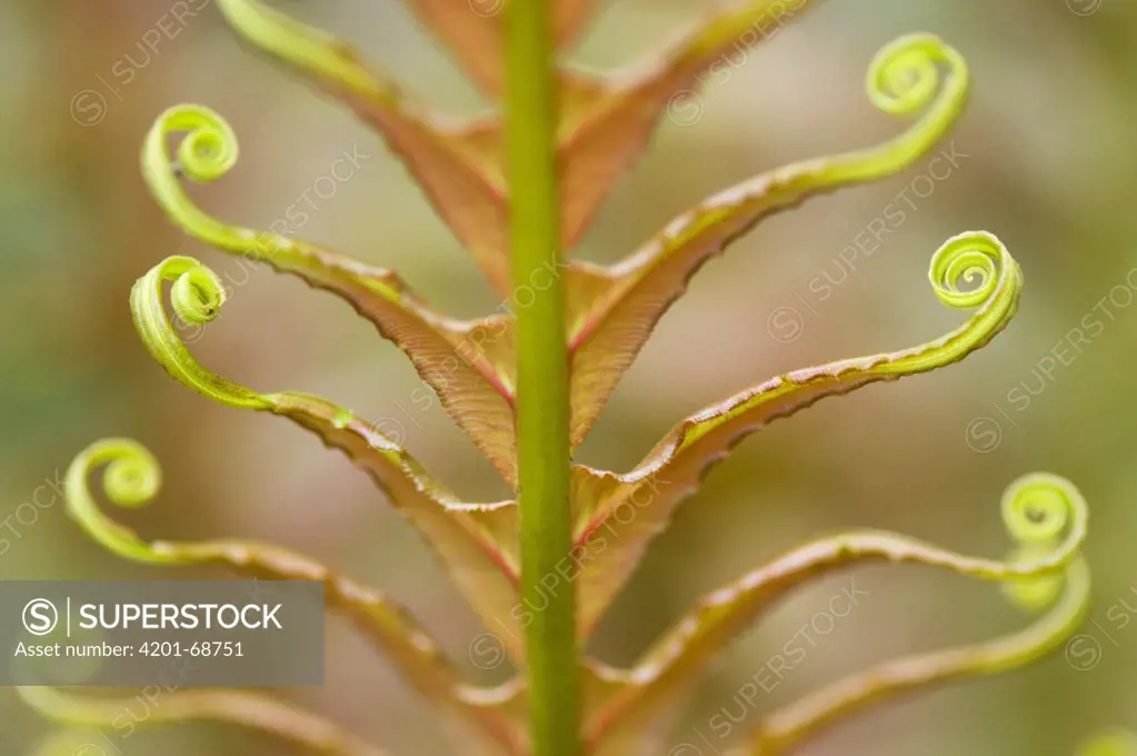 Fern frond uncurling, Atlantic Forest, Sao Paulo, Brazil