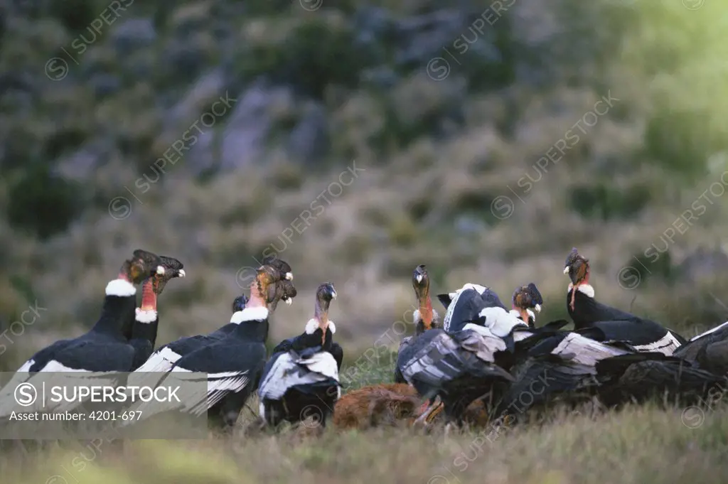 Andean Condor (Vultur gryphus) group at dusk feeding frenzy on horse carcass, Colca Canyon, Peru