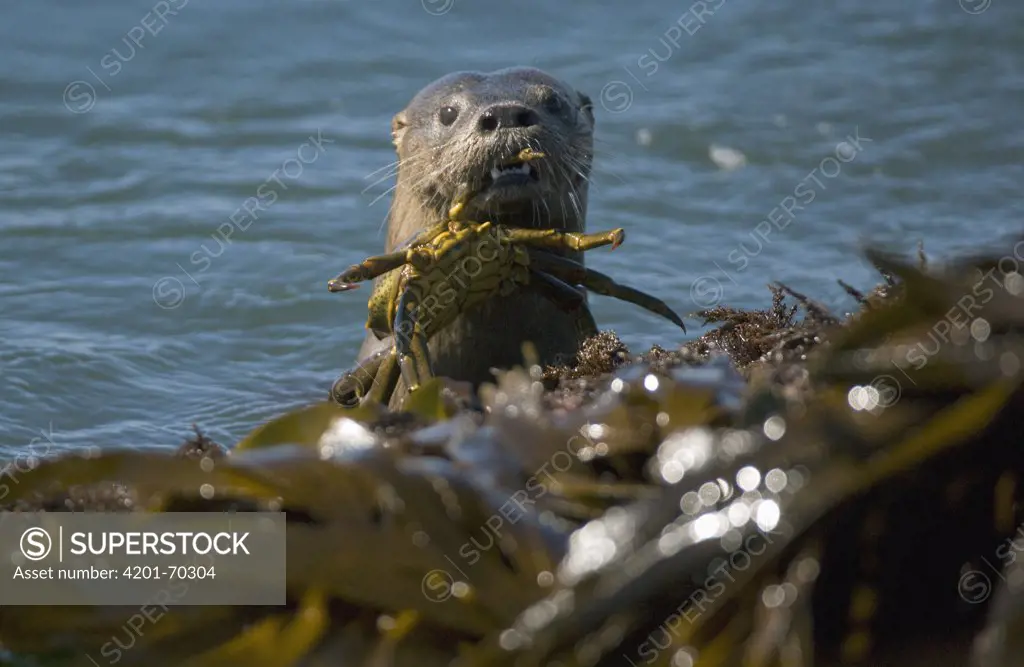 Marine Otter (Lontra felina) with crab, Chiloe Island, southern Chile
