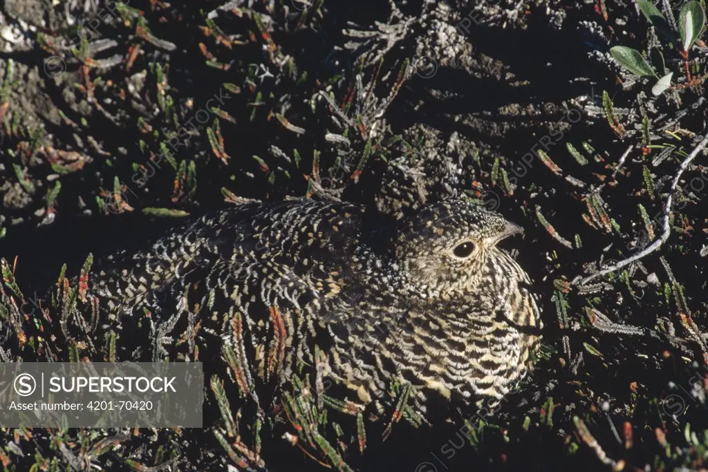 Rock Ptarmigan (Lagopus mutus) female camouflaged against tundra vegetation while incubating eggs, Ellesmere Island, Nunavut, Canada