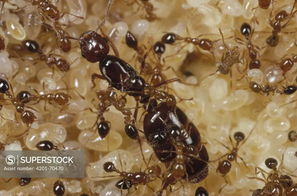 Fire Ant (Solenopsis geminata) colony with queen ant, workers and pupae, Florida