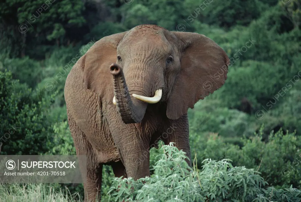 African Elephant (Loxodonta africana) smelling air, Kenya