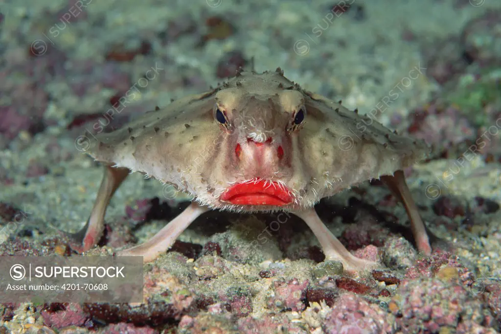 Rosy-lipped Batfish (Ogcocephalus porrectus) portrait, Cocos Island, Costa Rica