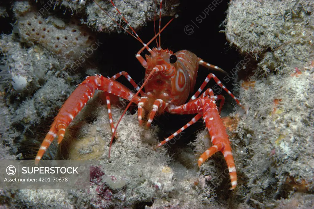 Bullseye Reef Lobster (Enoplometopus holthuisi), Kona, Hawaii