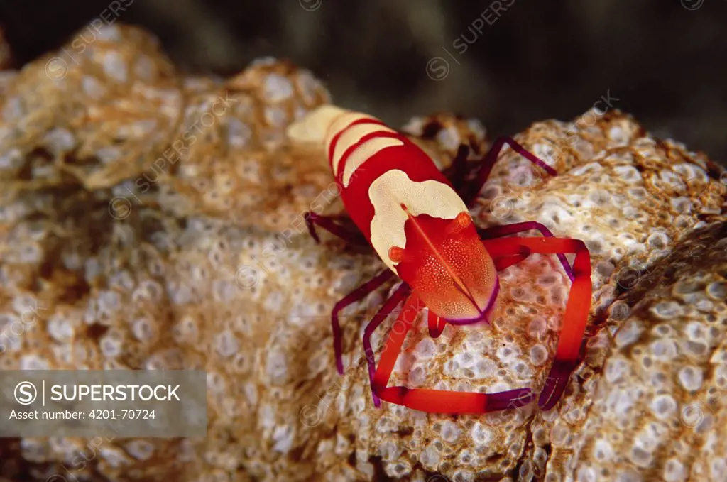 Emperor Shrimp (Periclimenes imperator) on Sea Cucumber (Synapta maculata) 20 feet deep, Papua New Guinea