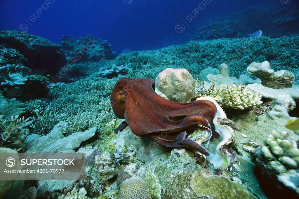 Octopus (Octopus sp) eating Clam (Tridacna sp), Solomon Islands