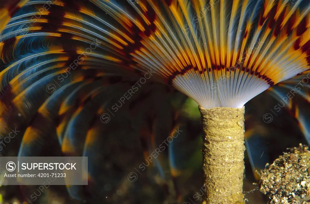 Feather Duster Worm (Eudistylia vancouveri) 50 feet deep, Papua New Guinea