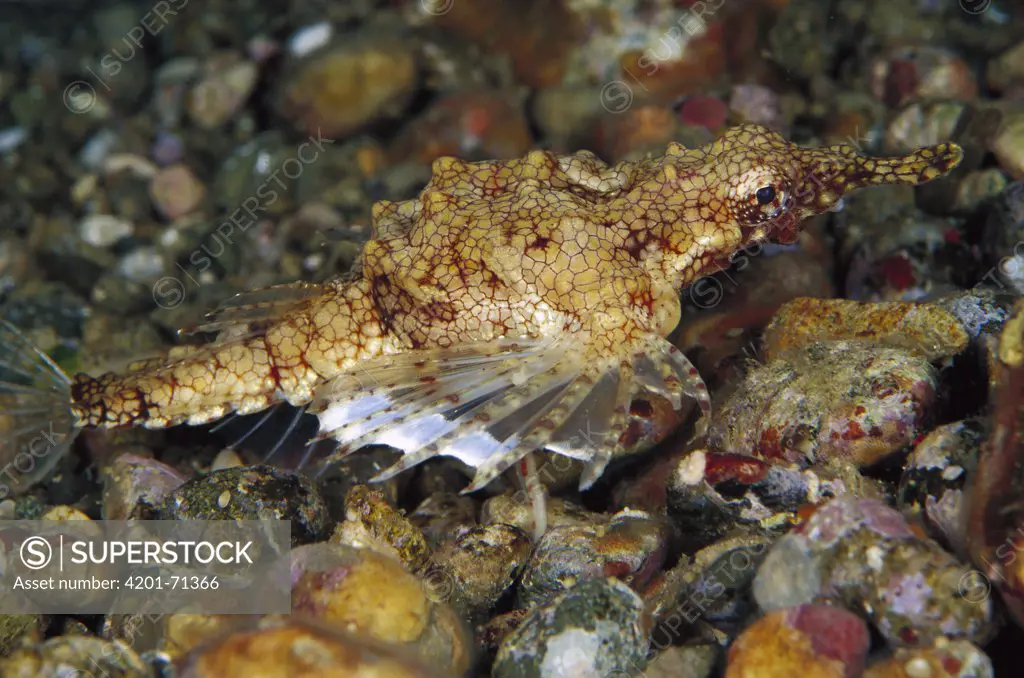 Short Dragonfish (Eurypegasus draconis) camouflaged against rocks on ocean floor, Indonesia