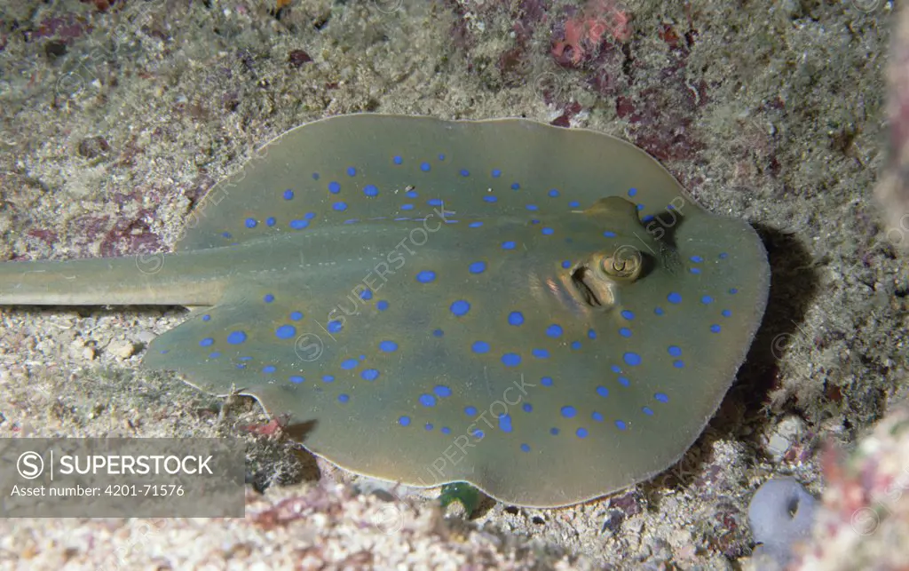 Blue-spotted Stingray (Dasyatis kuhlii) stings with barb on tail, Fiji