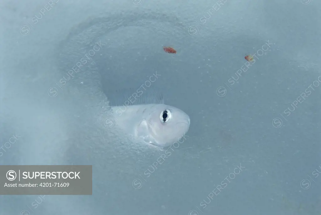 Bald Notothen (Pagothenia borchgrevinki) living on grounded iceberg, fish has glycoproteins that acts as antifreeze in blood to keep from freezing, Antarctica
