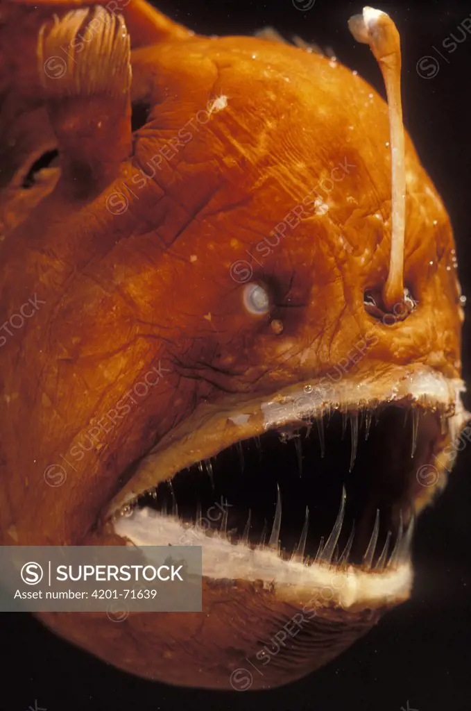 Humpback Anglerfish (Melanocetus johnsoni) deep sea species showing fishing pole with bioluminescent lure used to attract prey