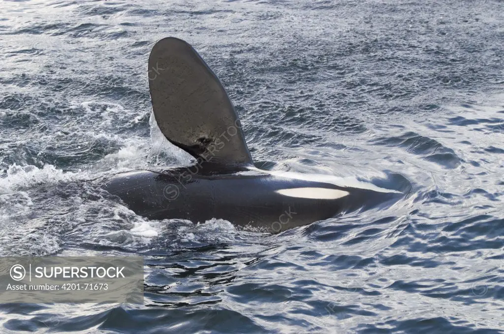 Orca (Orcinus orca) flipper, southeast Alaska