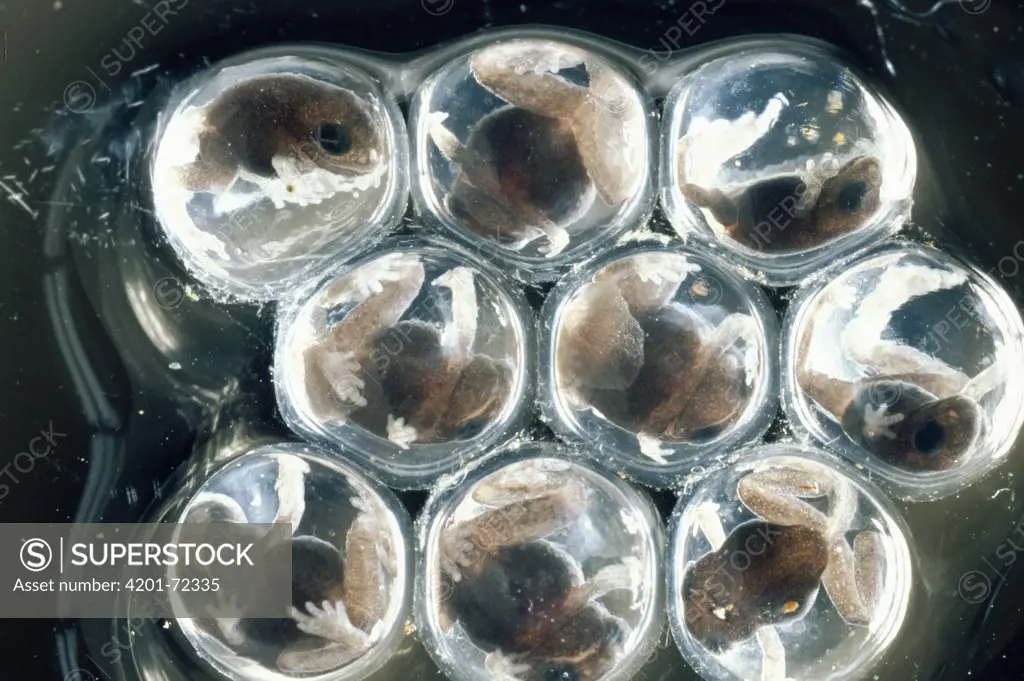 Rain Frog (Eleutherodactylus sp) eggs, froglets about to emerge, complete metamorphosis in egg, Costa Rica