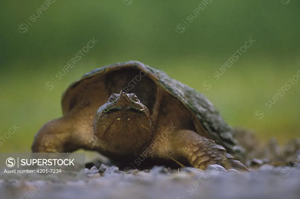 Yucatan Snapping Turtle (chelydra Rossignonii), North America - Superstock