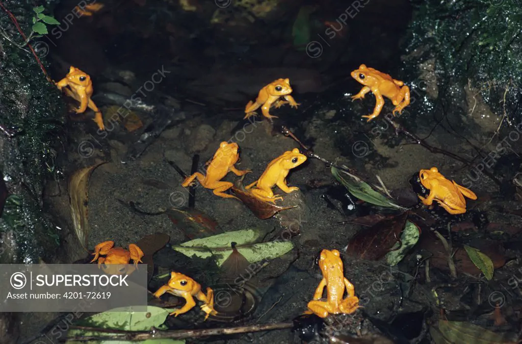 Golden Toad (Bufo periglenes) males, breeding aggregation, extinct, Monteverde Cloud Forest Reserve, Costa Rica