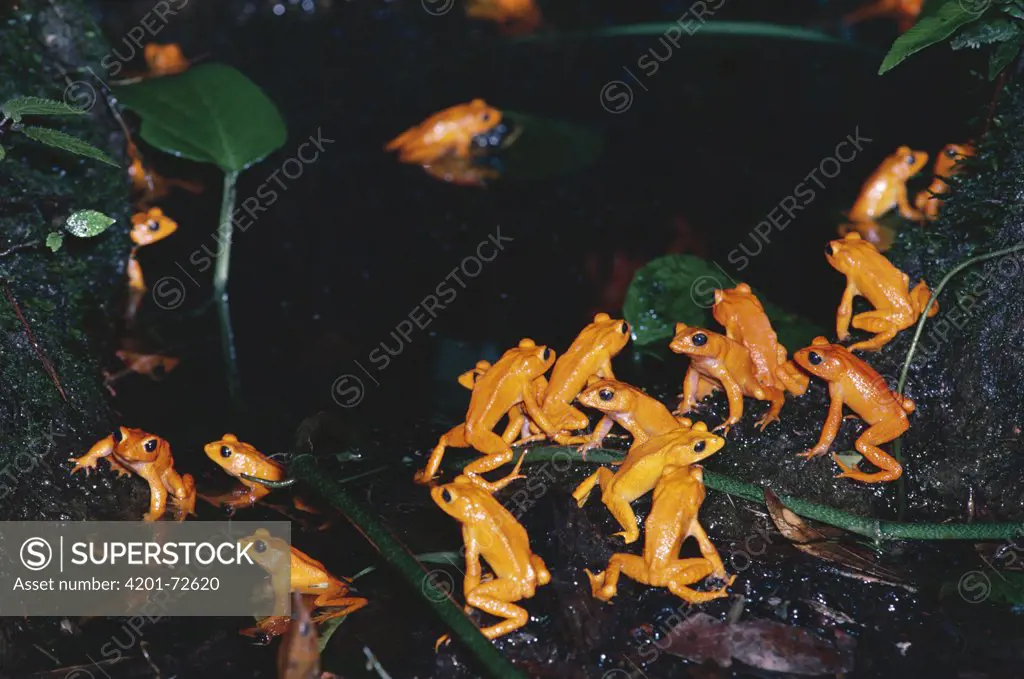 Golden Toad (Bufo periglenes) males, breeding aggregation, extinct, Monteverde Cloud Forest Reserve, Costa Rica