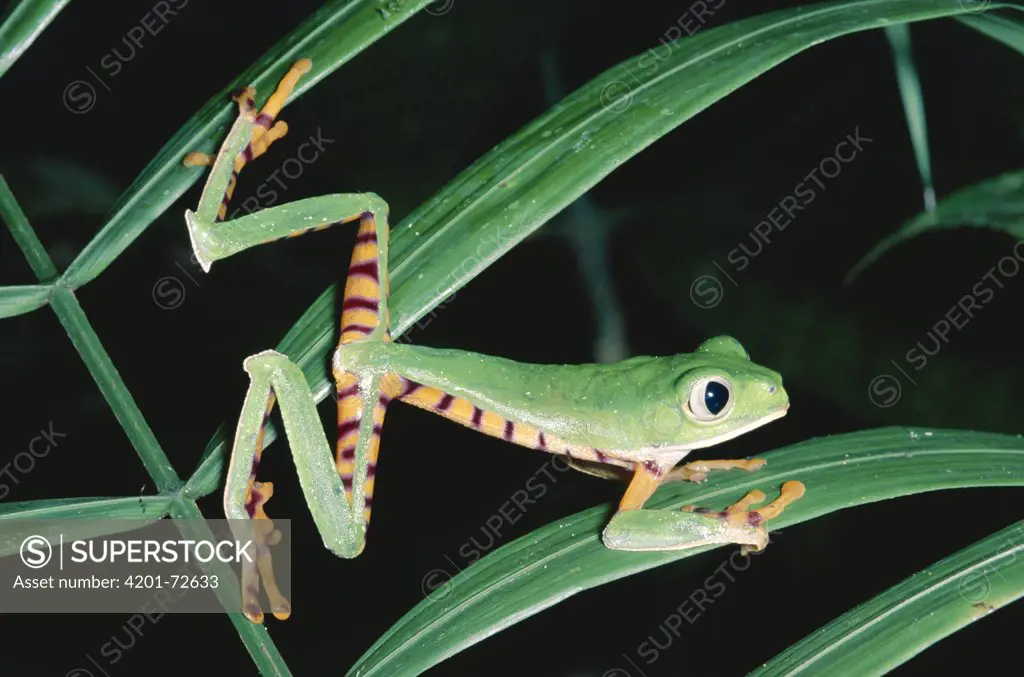 Tiger-striped Leaf Frog (Phyllomedusa tomopterna) or Barred Leaf Frog, portrait, Amazon rainforest, Ecuador