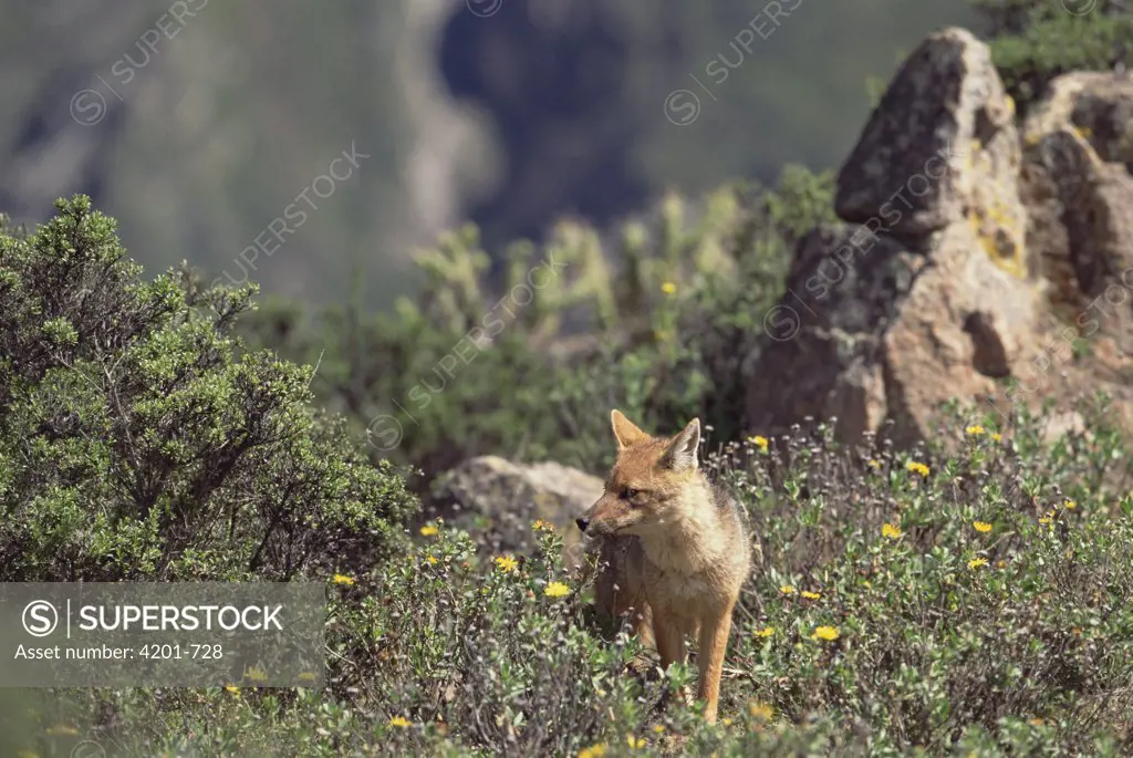 Culpeo (Lycalopex culpaeus) living in rugged Andean scrub country, Colca Canyon, southern Andes Mountains, Peru