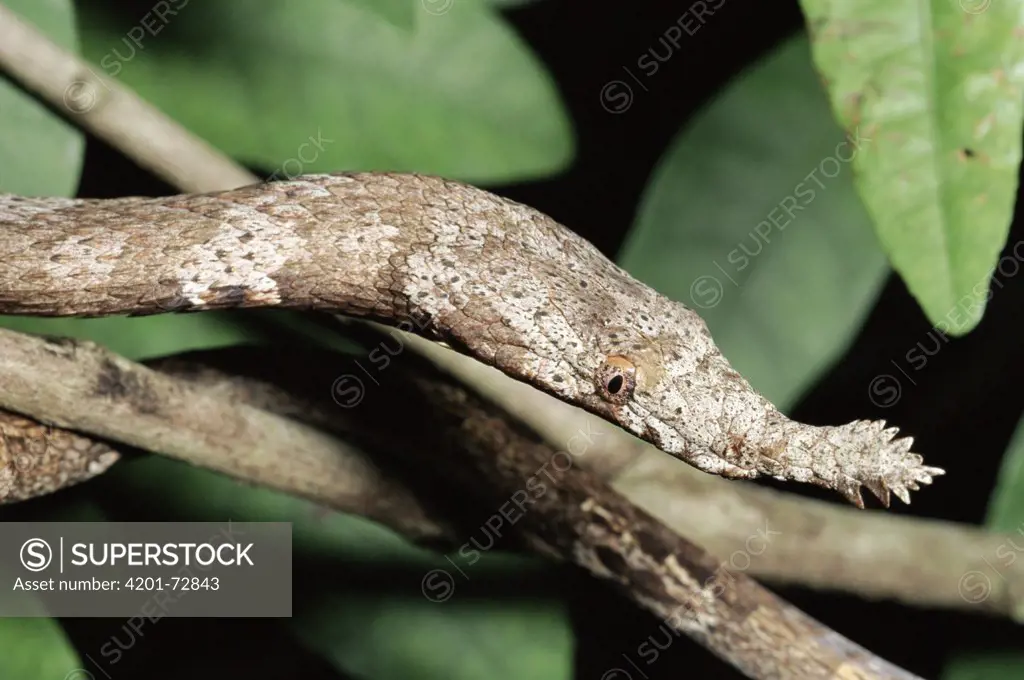 Madagascar Leaf-nosed Snake (Langaha nasuta) female, Madagascar