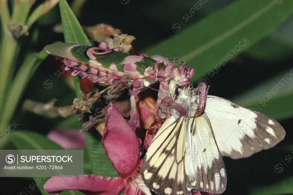 African Flower Mantis (Pseudocreobotra wahlbergi) eating a Pierid butterfly in the rainforest, Africa